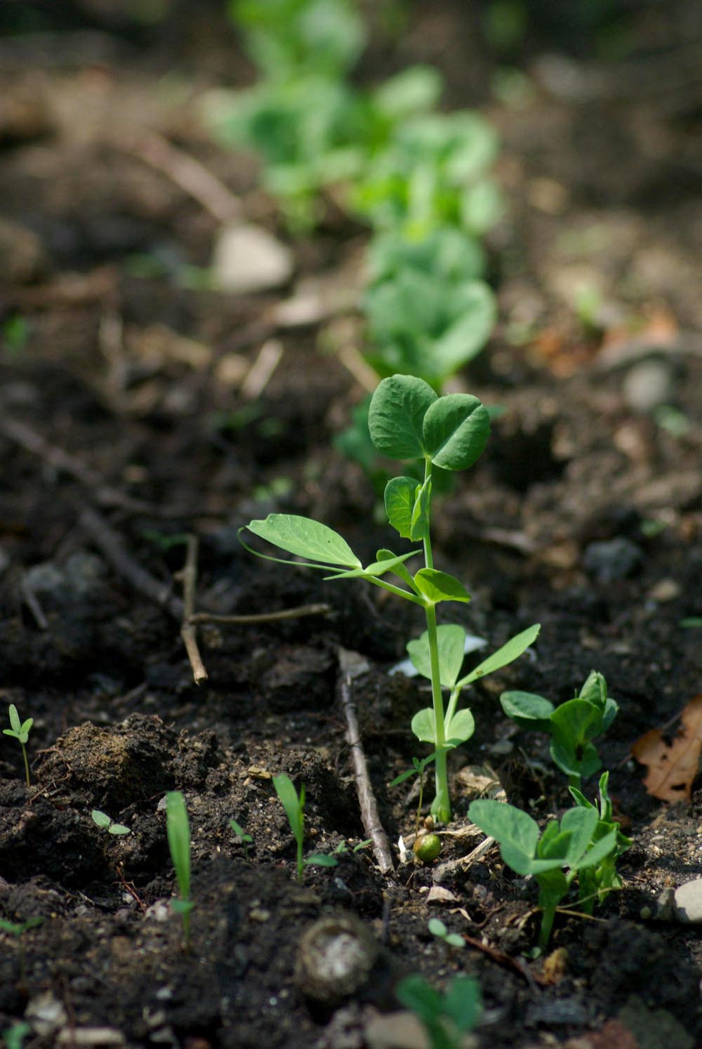 row of pea plants