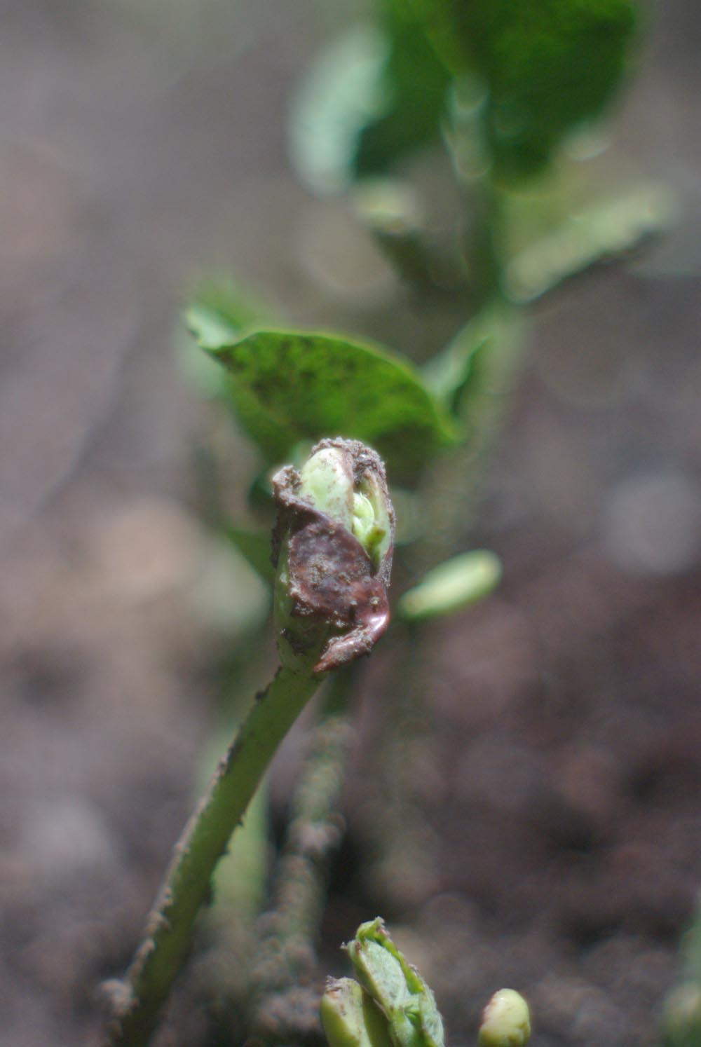 sprouting green bean seeds