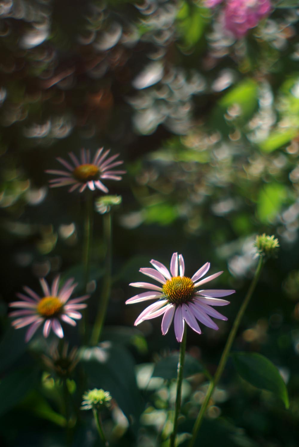 purple coneflowers, echinacea