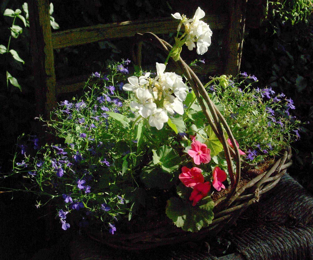 red white and blue flowers