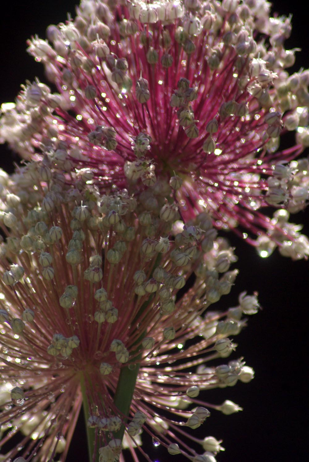 leek flowers with water droplets