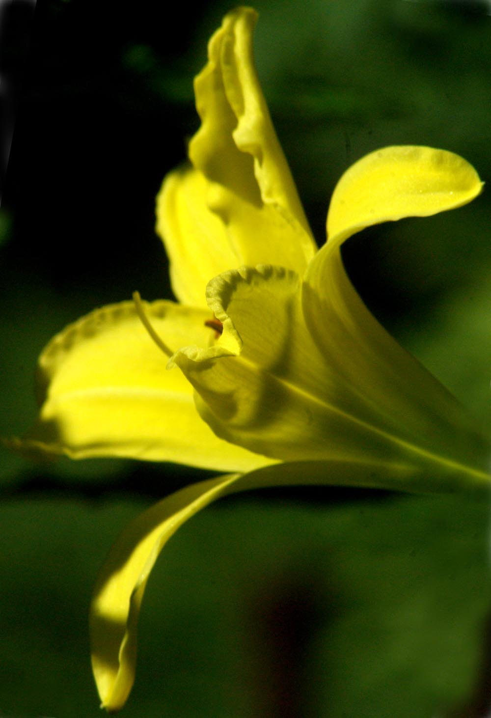 yellow daylily