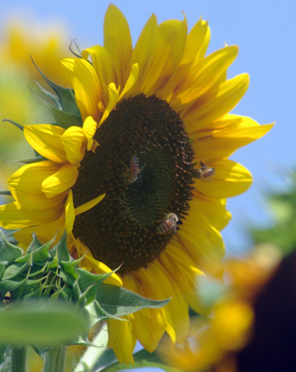 sunflower with bees