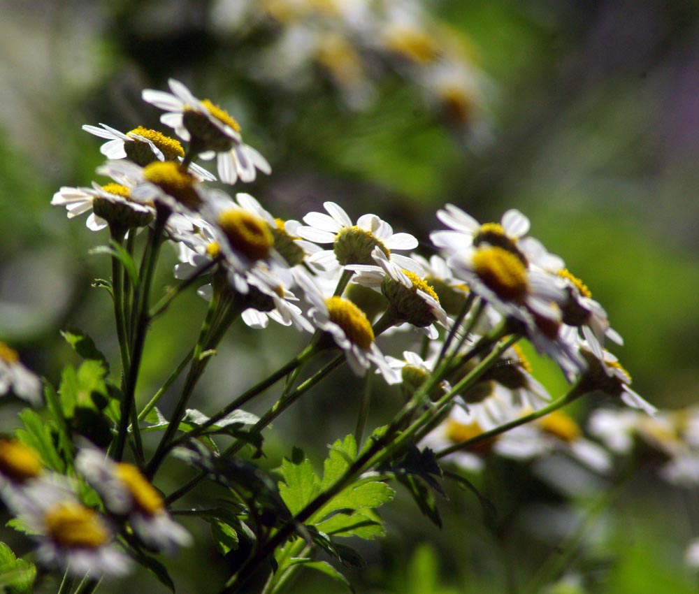 feverfew flowers