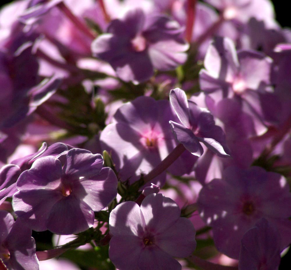 pink phlox flowers