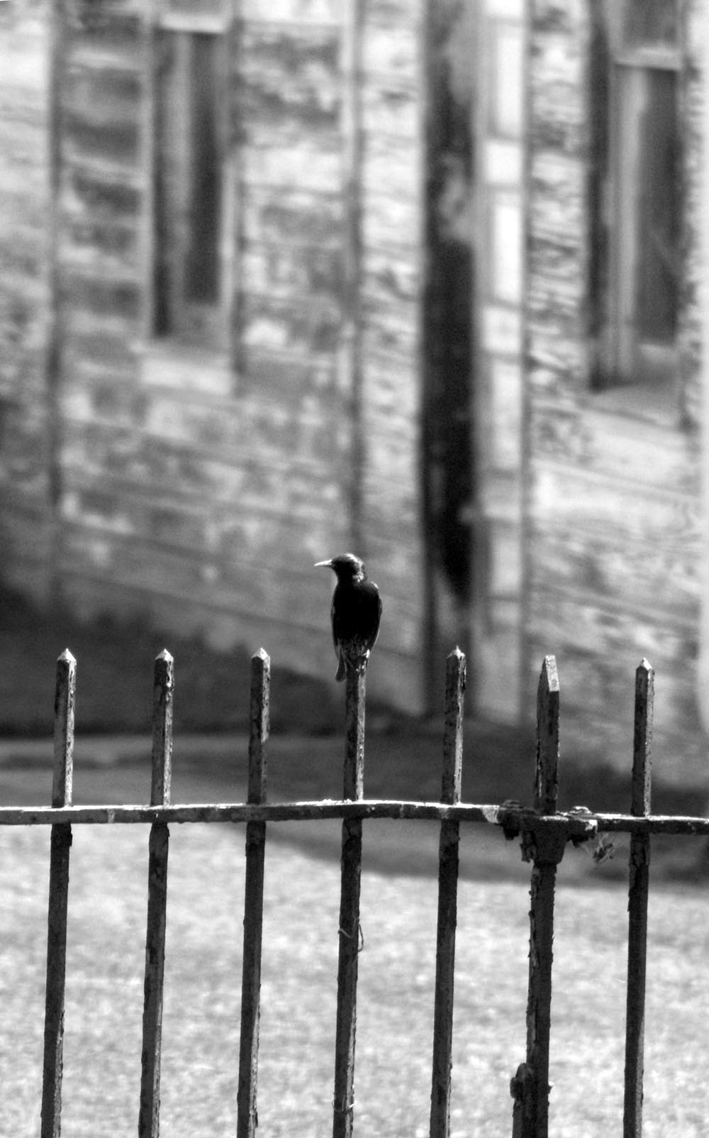 black and white photo of a starling on a fence