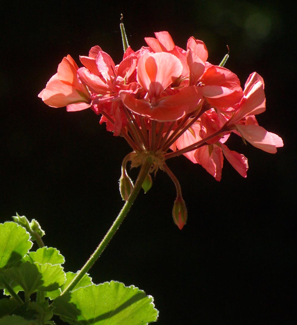 coral geranium