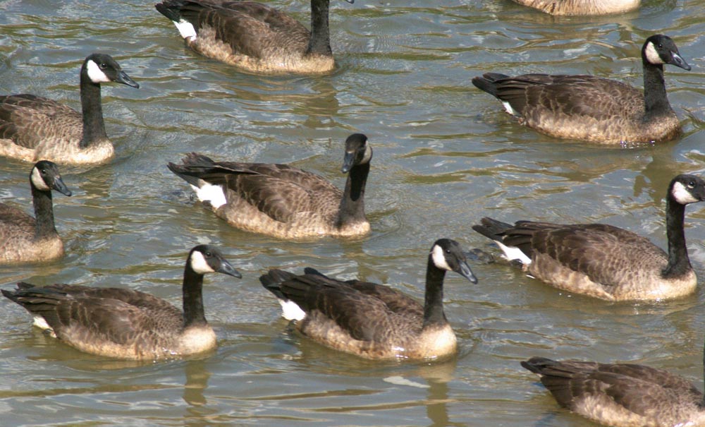 canada geese in formation