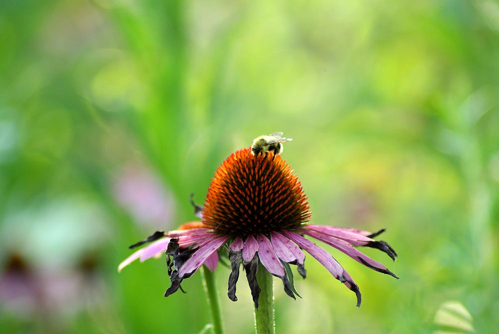 echinacea with bee
