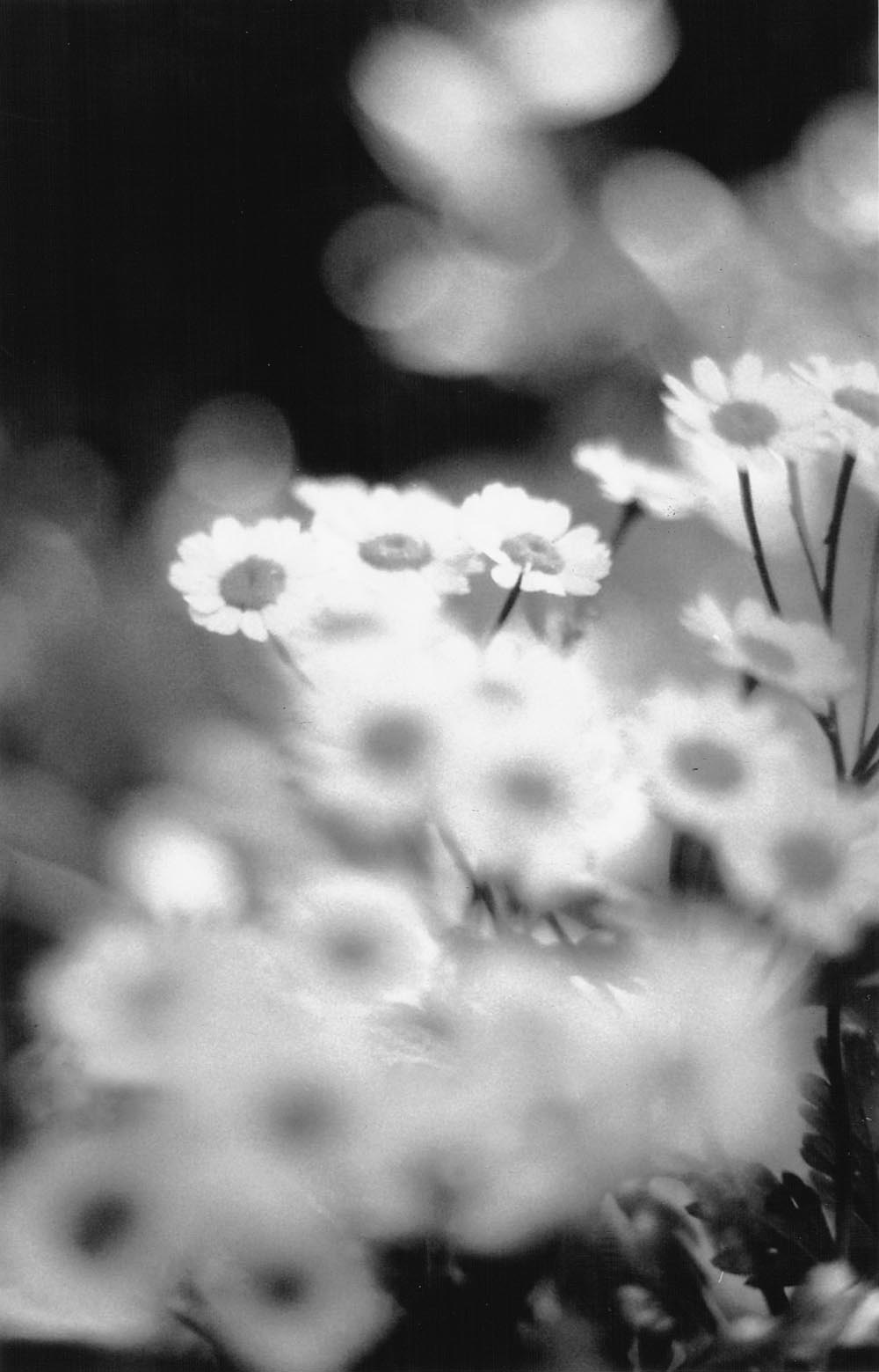 feverfew flowers in black and white
