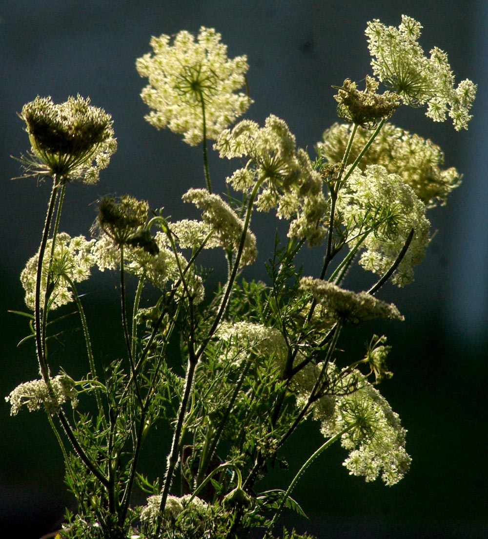 queen anne's lace