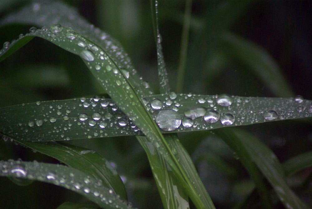raindrops on grass