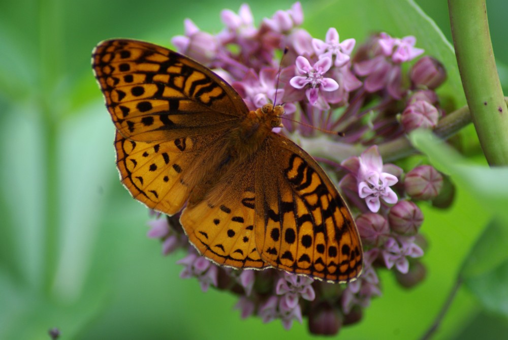 Great Spangled Fritillary on Milkweed