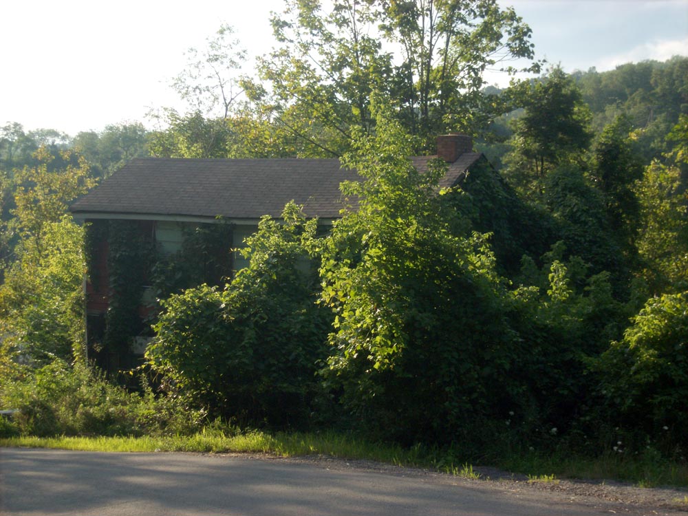 House overgrown with trees