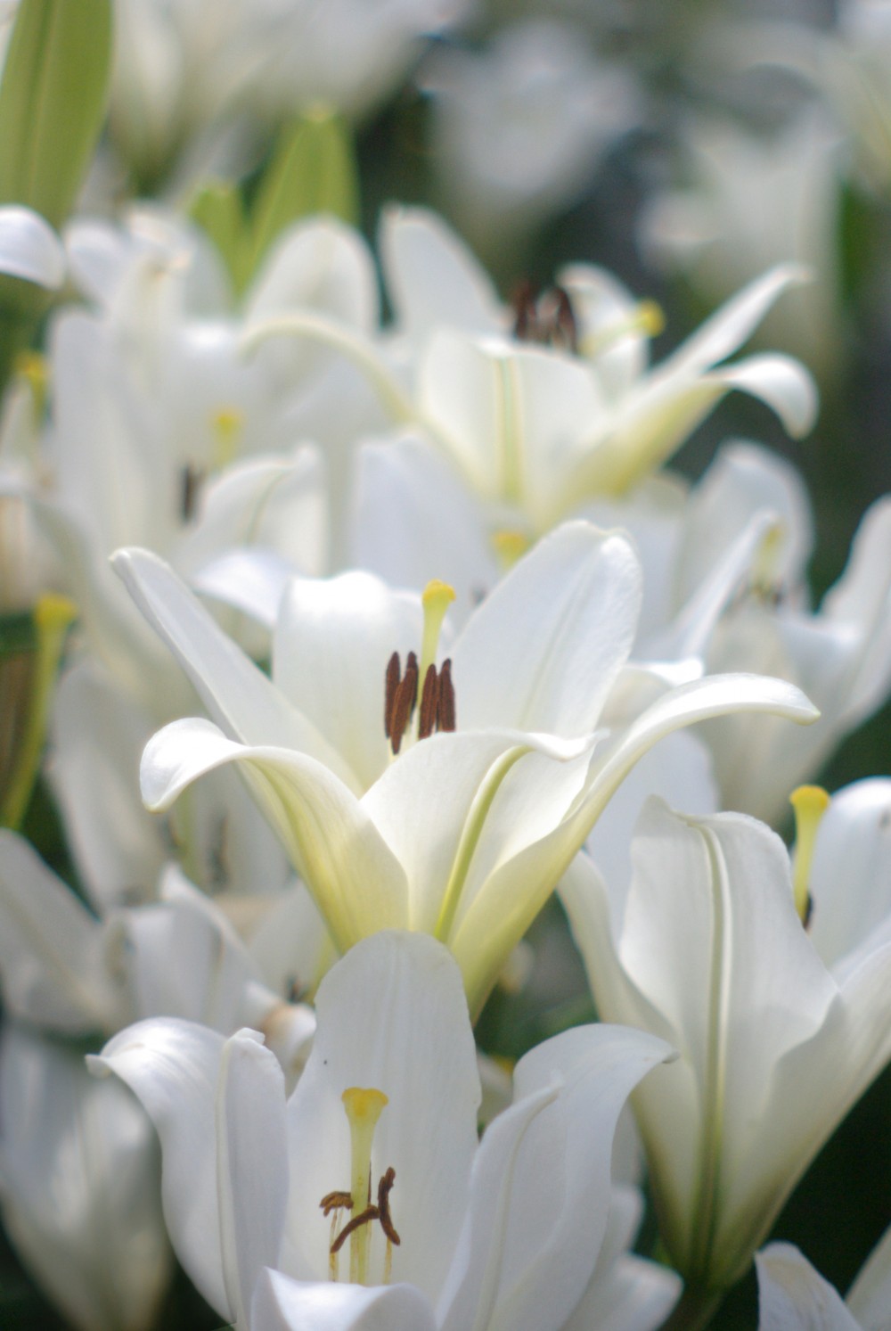 white lilies