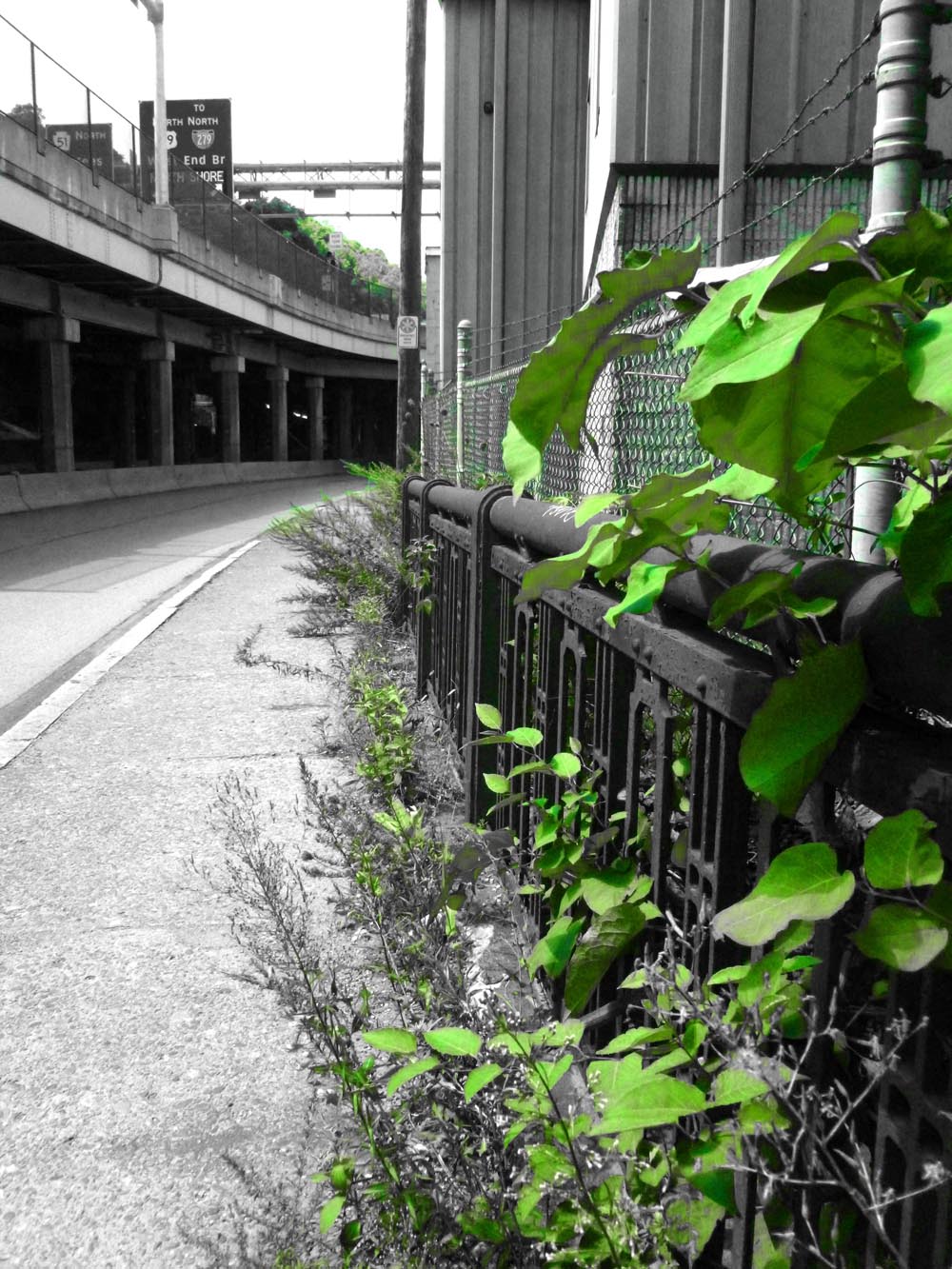 black and white with green leaves