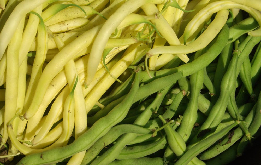 green and yellow beans