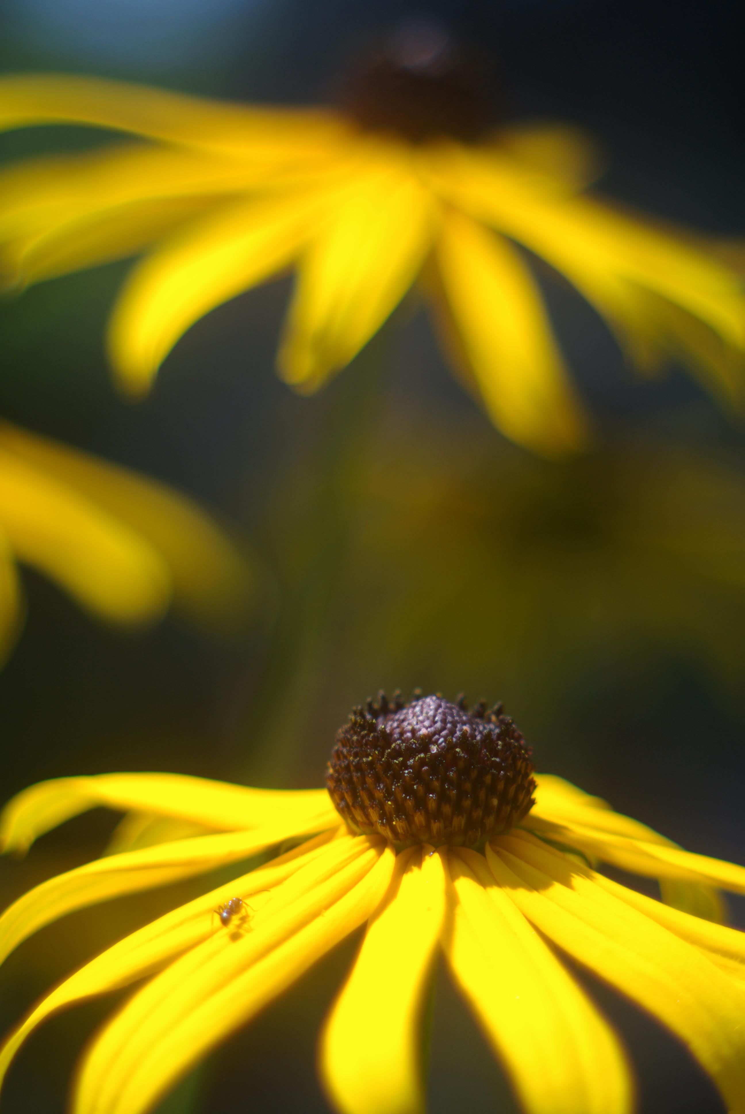 black-eyed susans