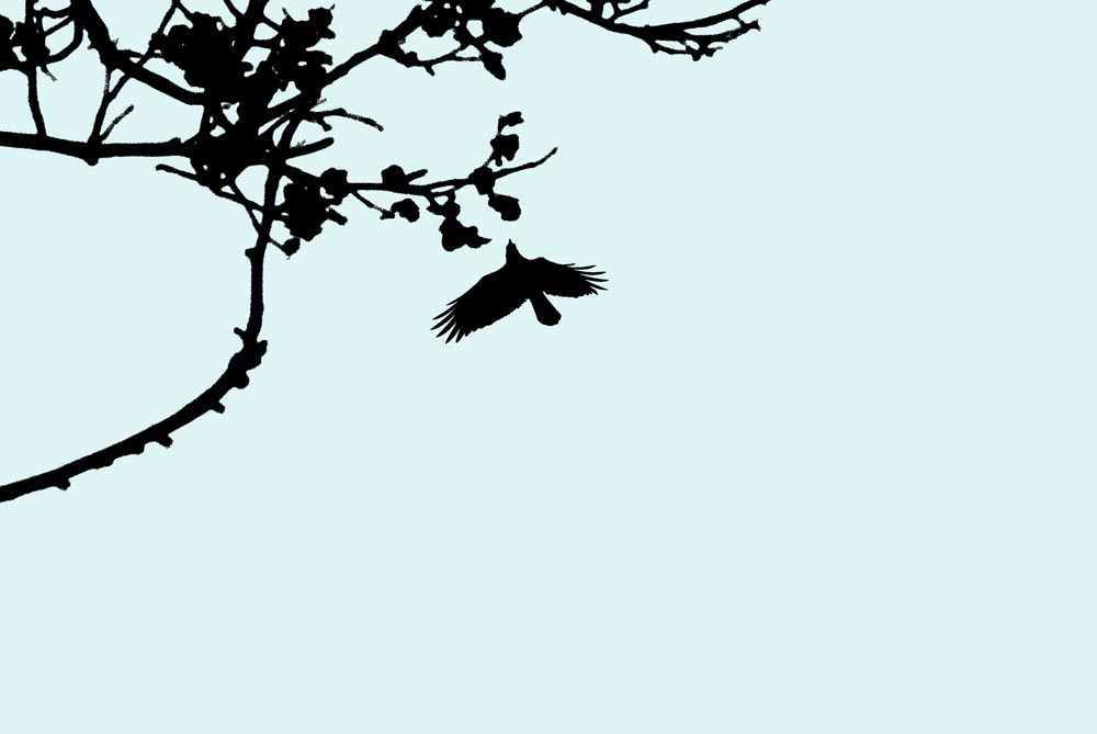 crow and branch on aqua background