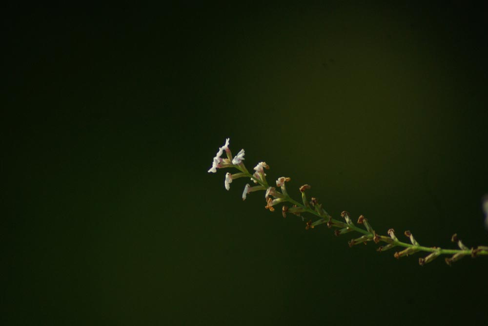 tiny trumpet shaped flowers