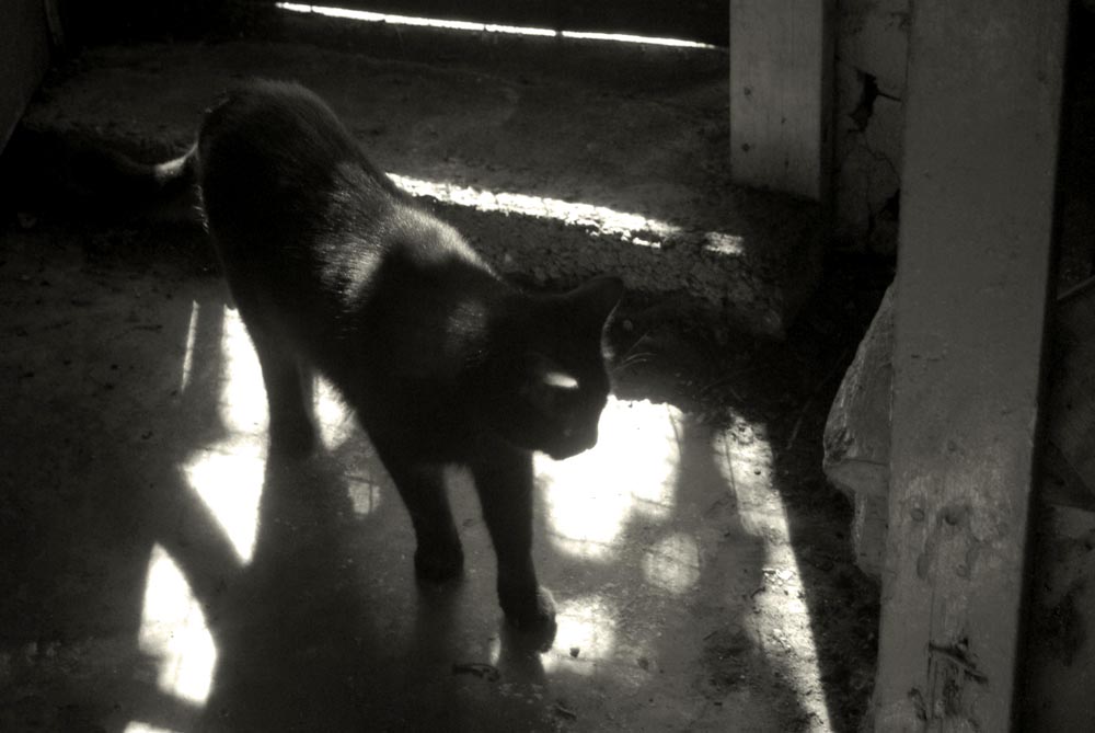 black cat in shadows