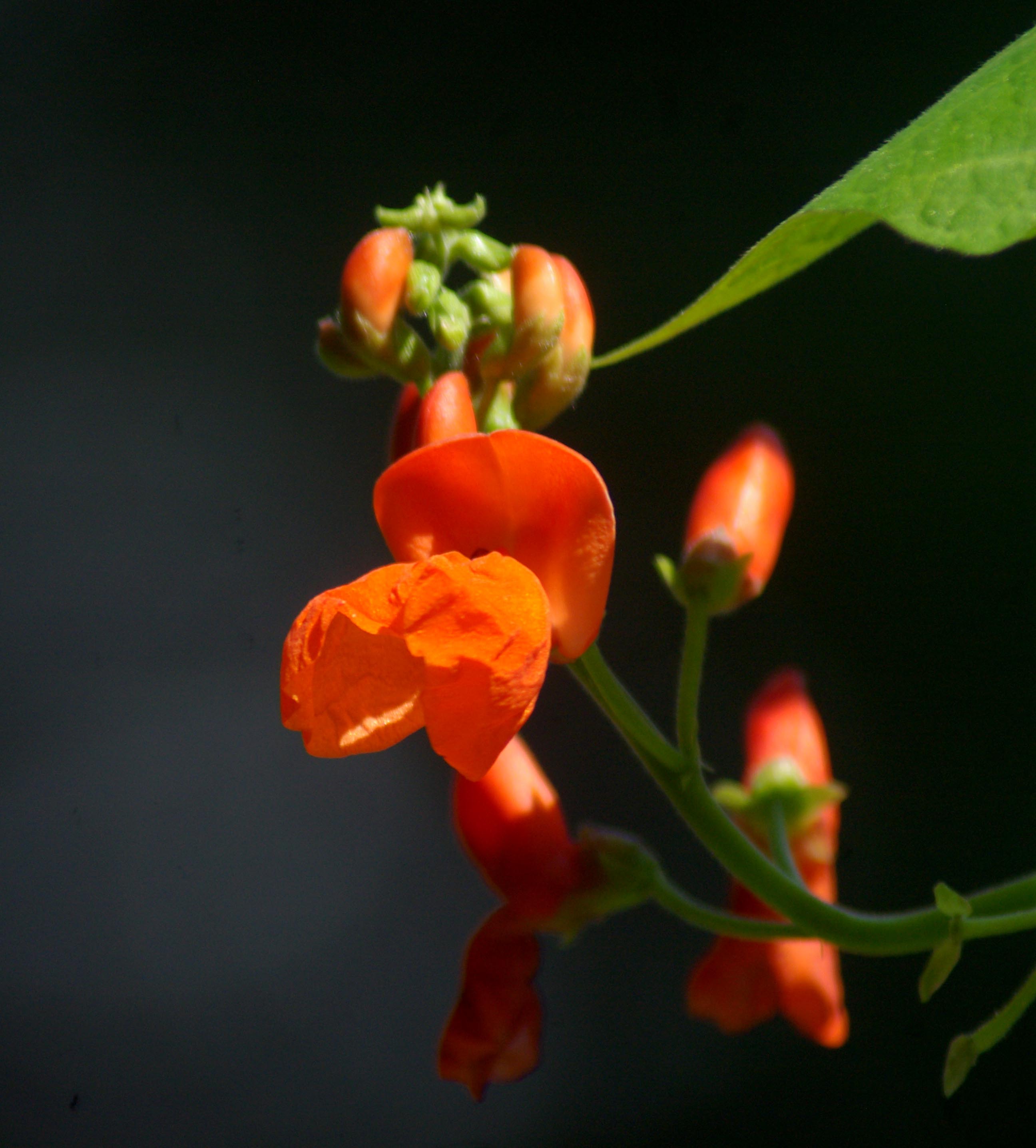 red flowers