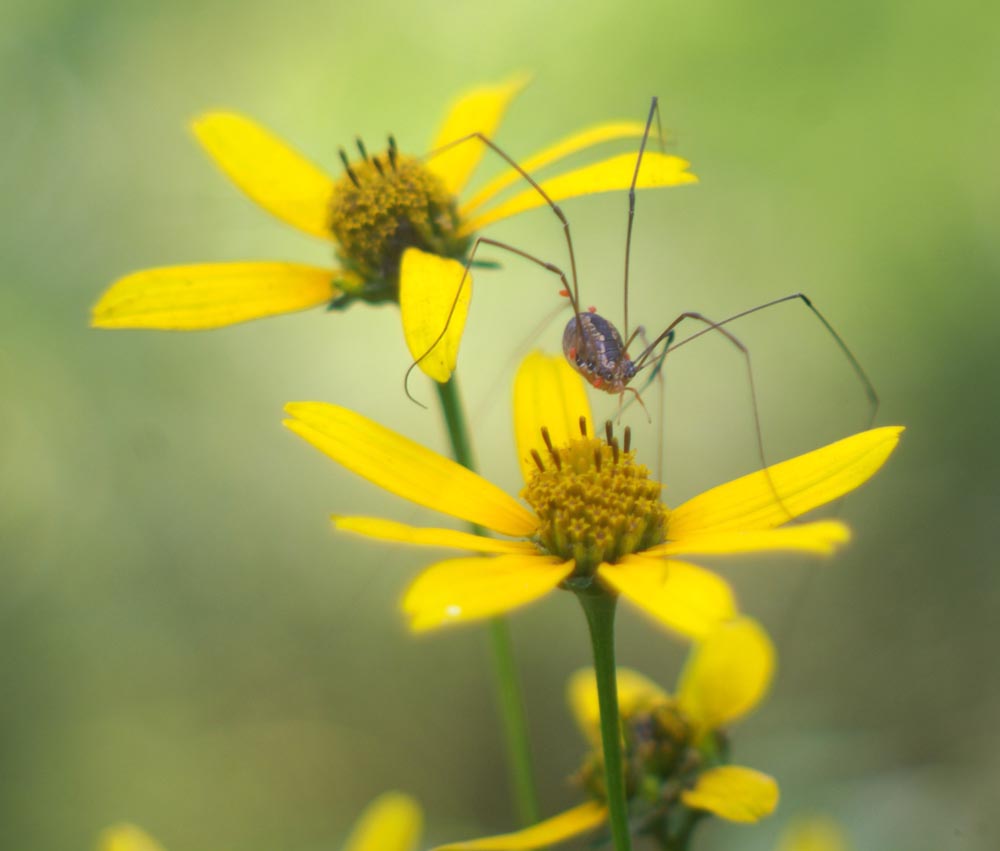 daddy long legs on woodland sunflowers