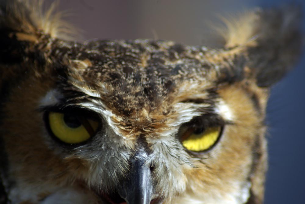 great horned owl