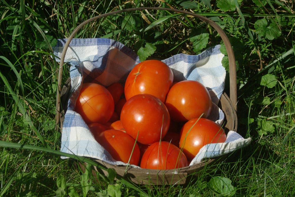 basket of tomatoes