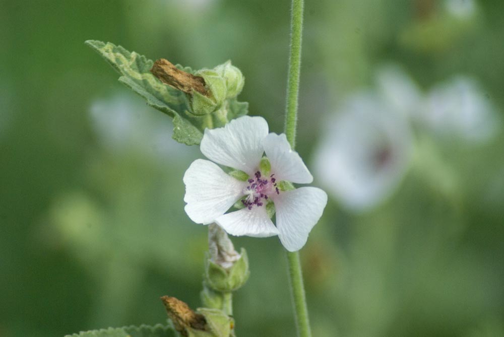 Wild Hollyhocks