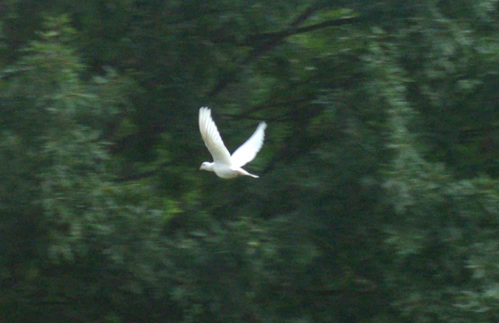 white dove