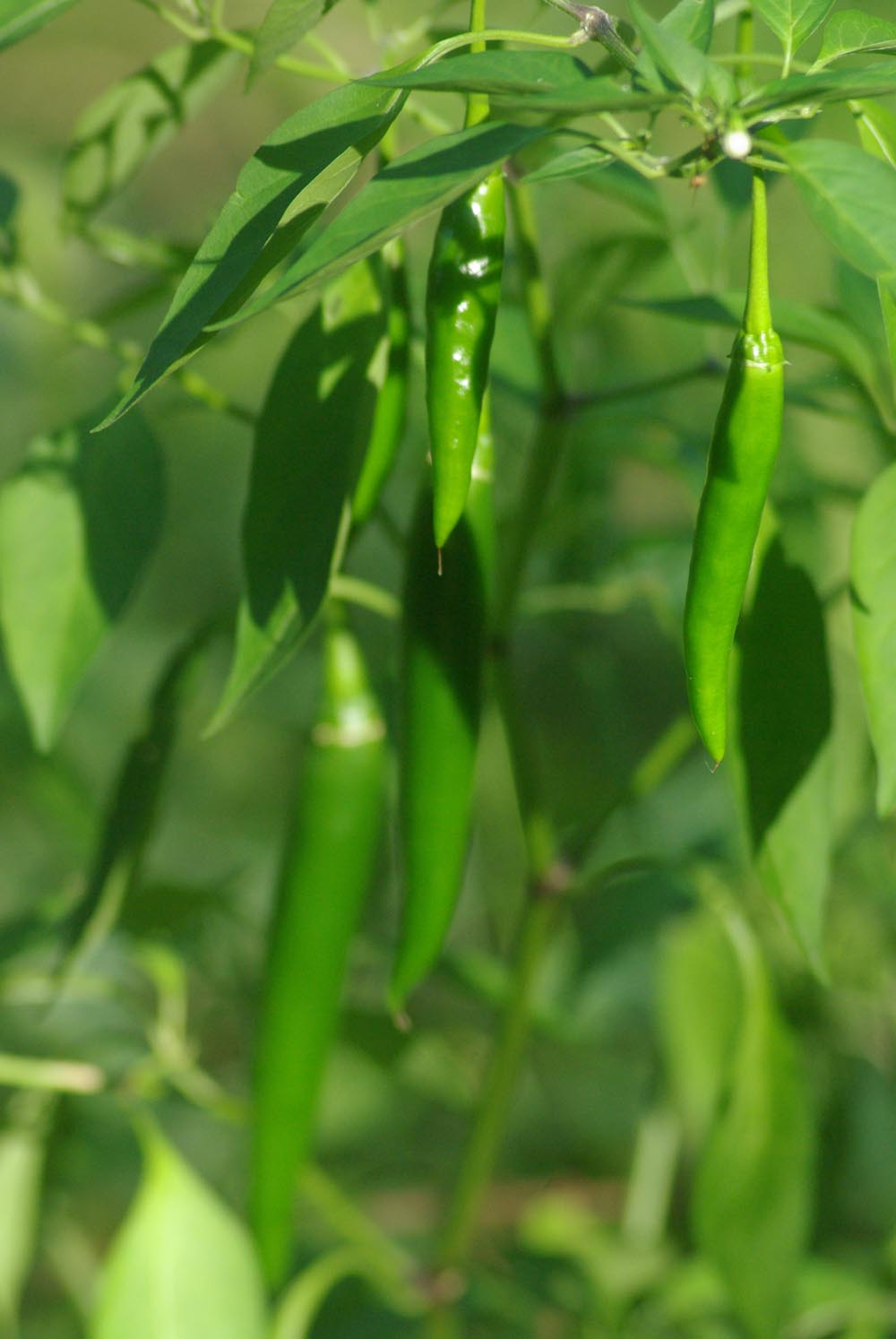 hot peppers