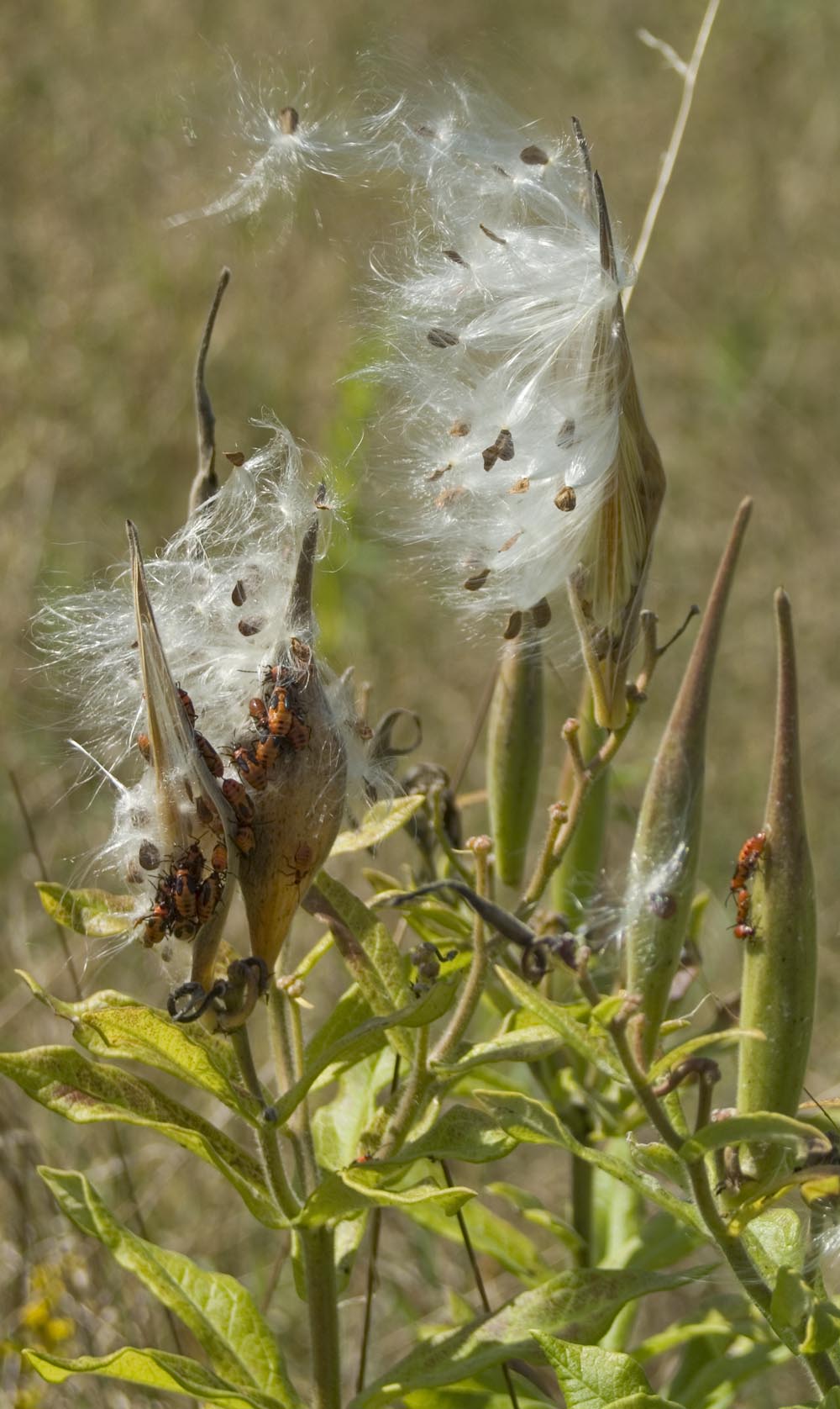 butterfly weed seeds