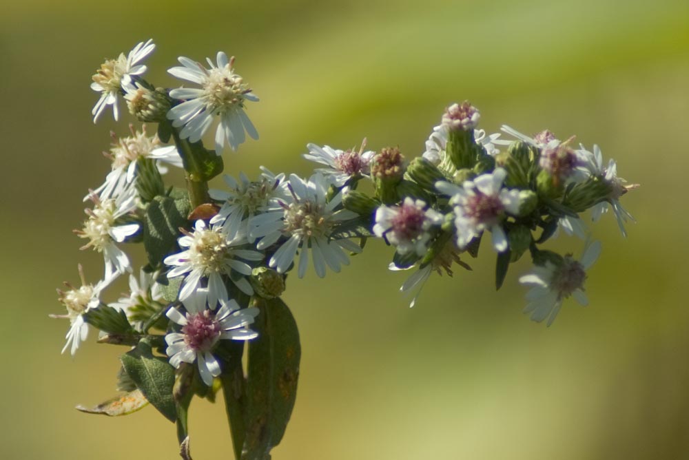 calico asters