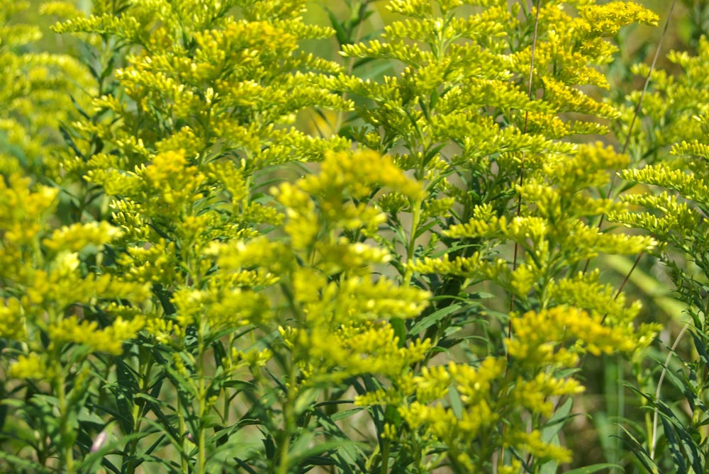 photo of goldenrod