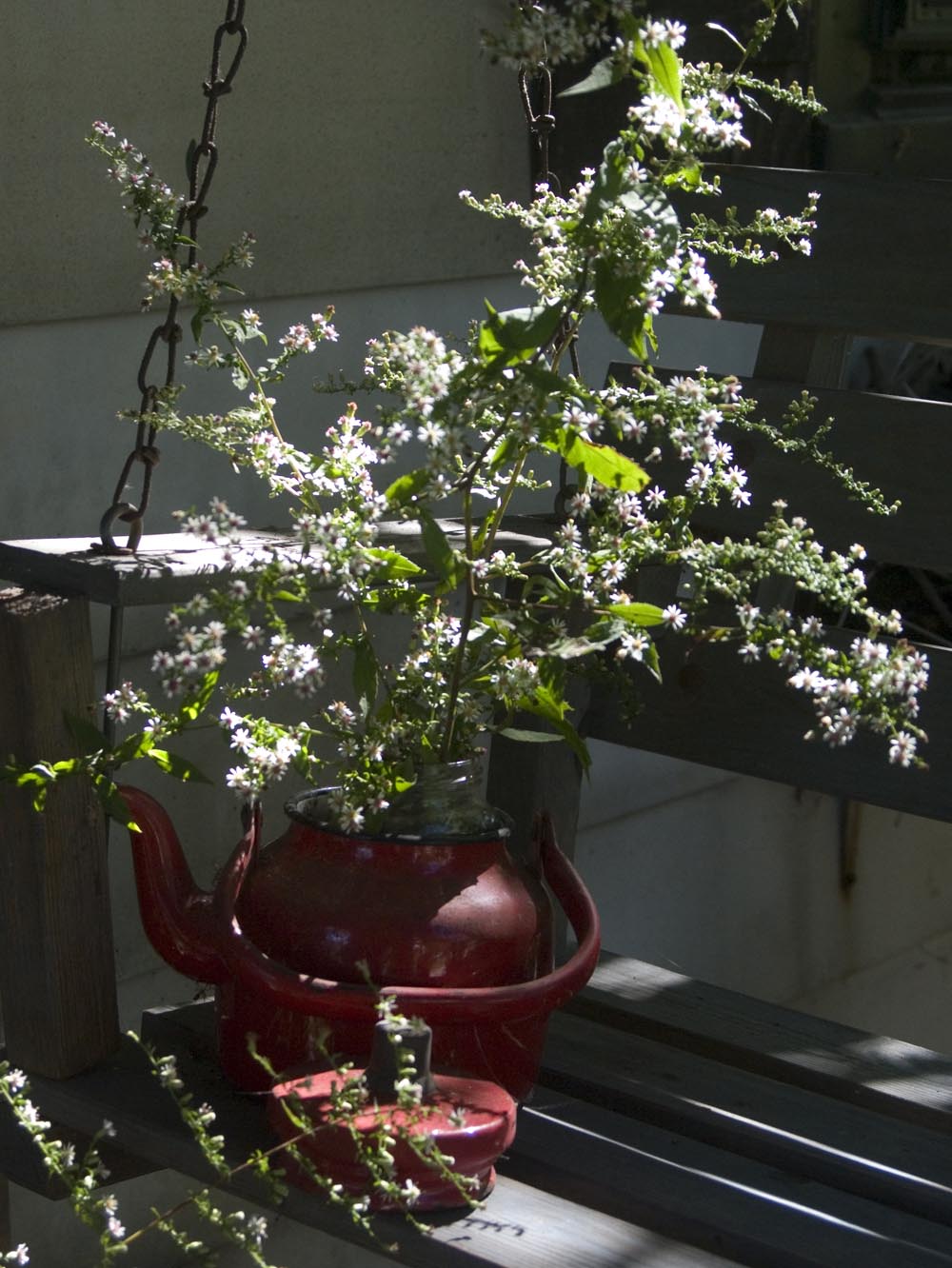 asters in red teapot