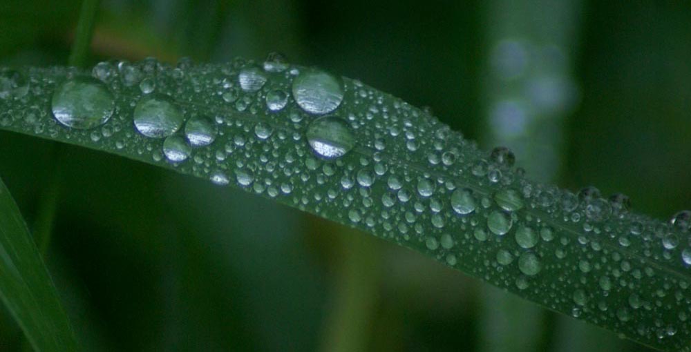 raindrops on grass