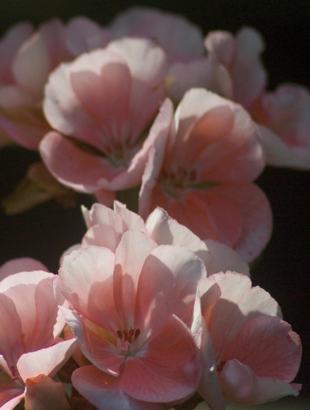 pink geraniums