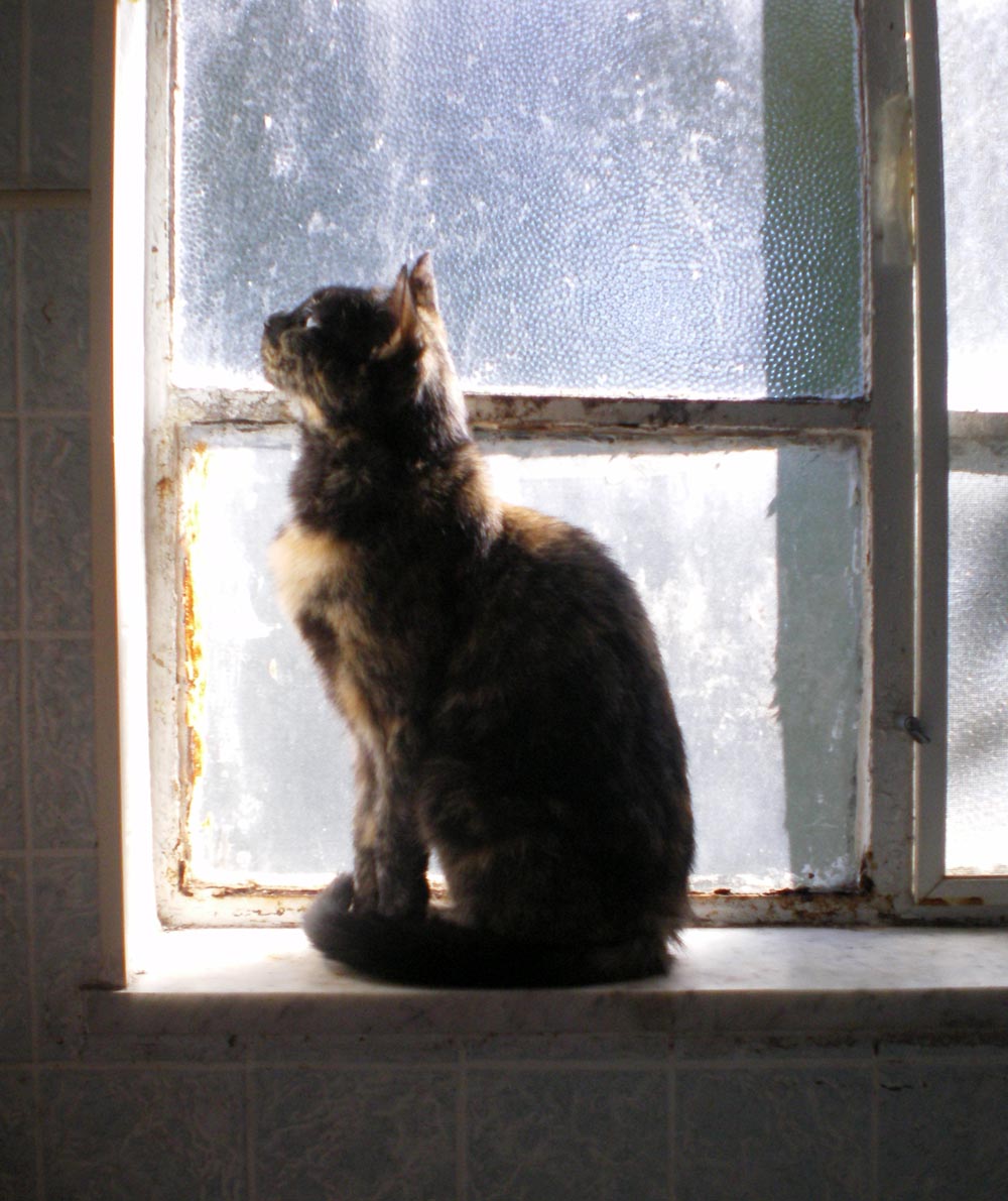 tortoiseshell cat on windowsill