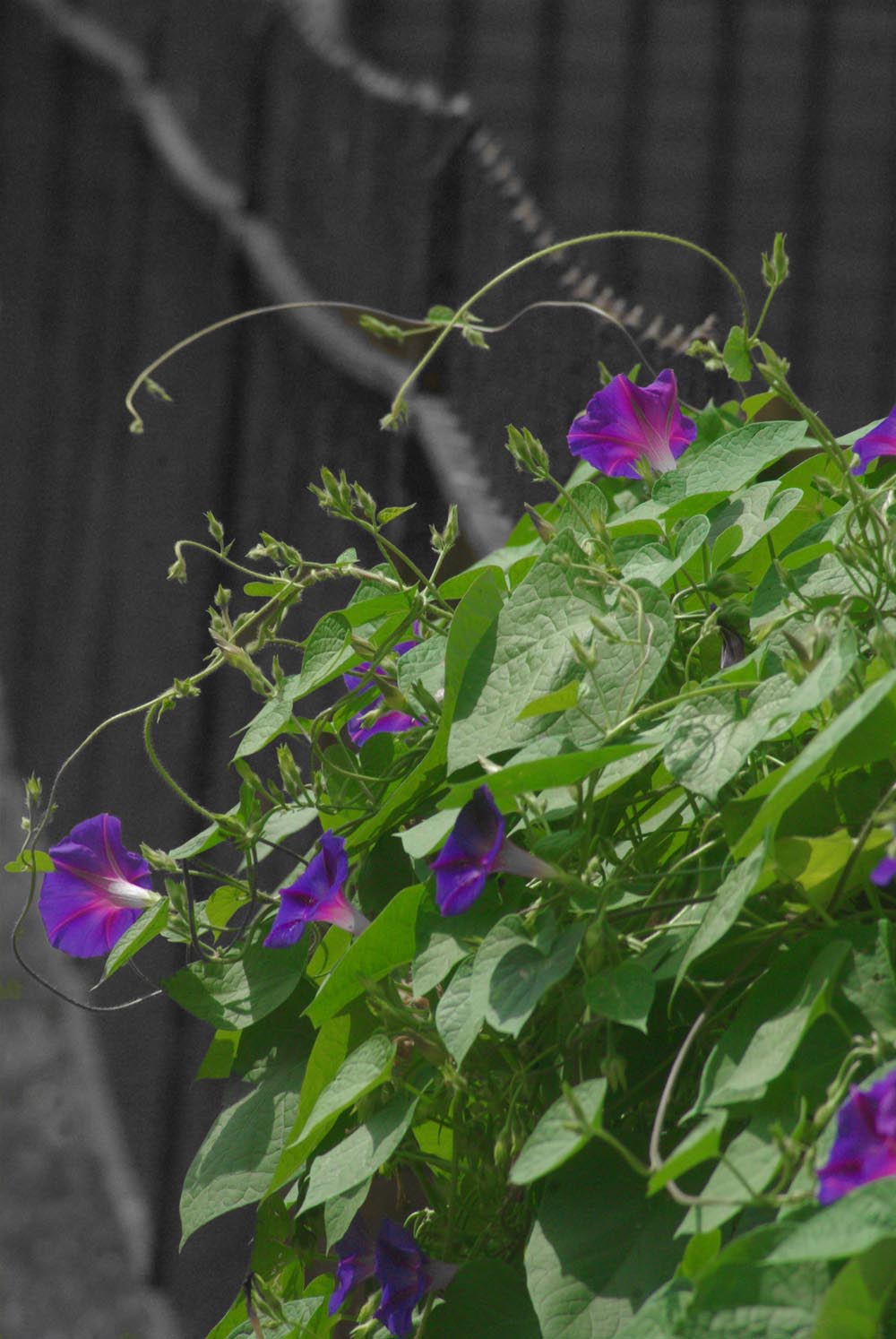 morning glories