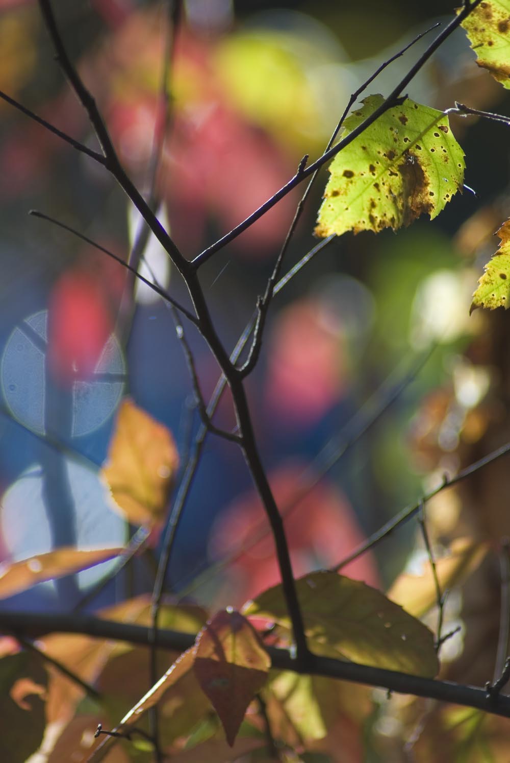photo of leaves