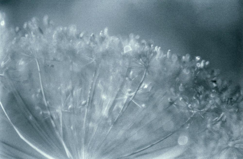 black and white photo of dill