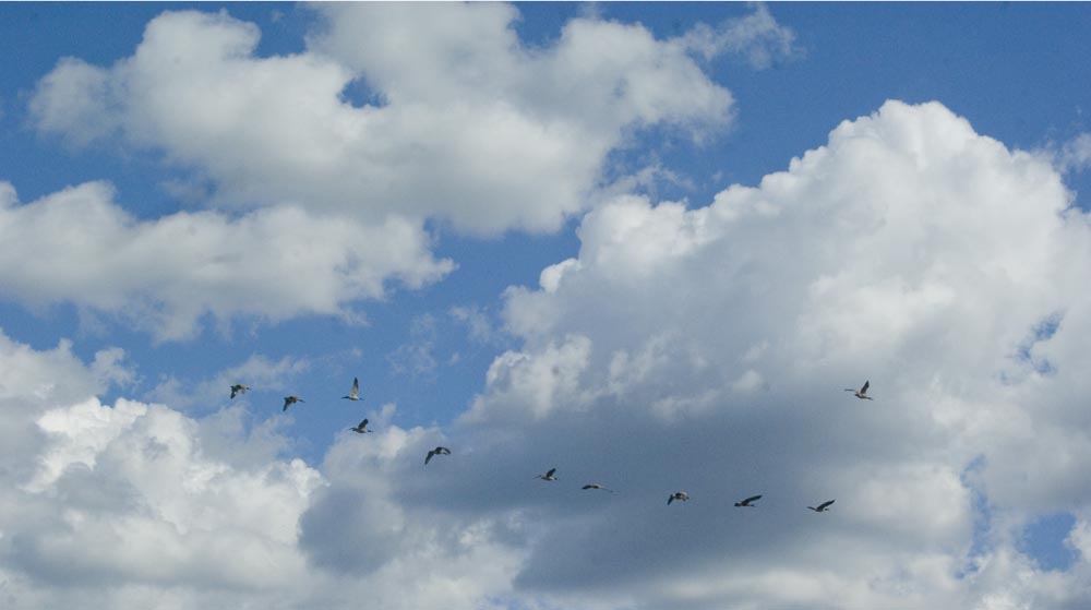geese in lovely clouds