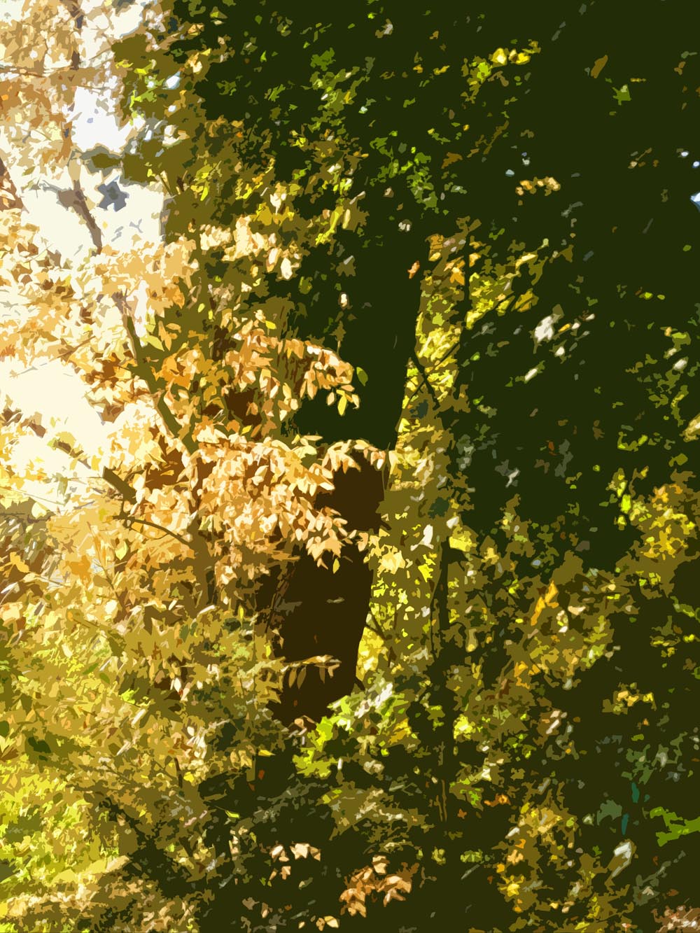 filtered photograph