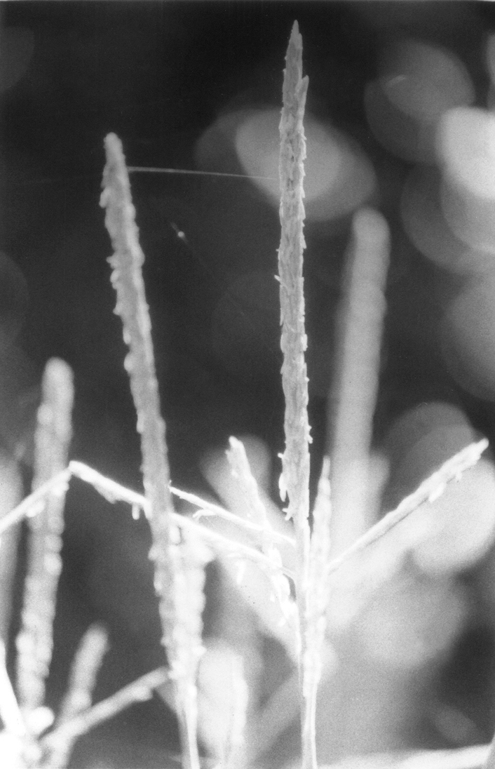 black and white photo