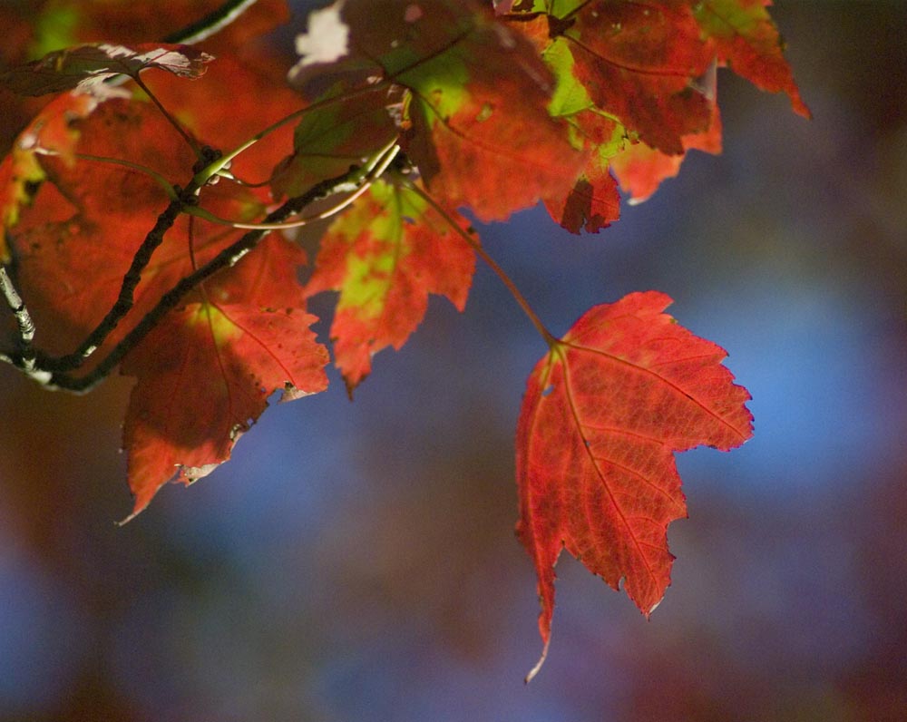 red maple leaf