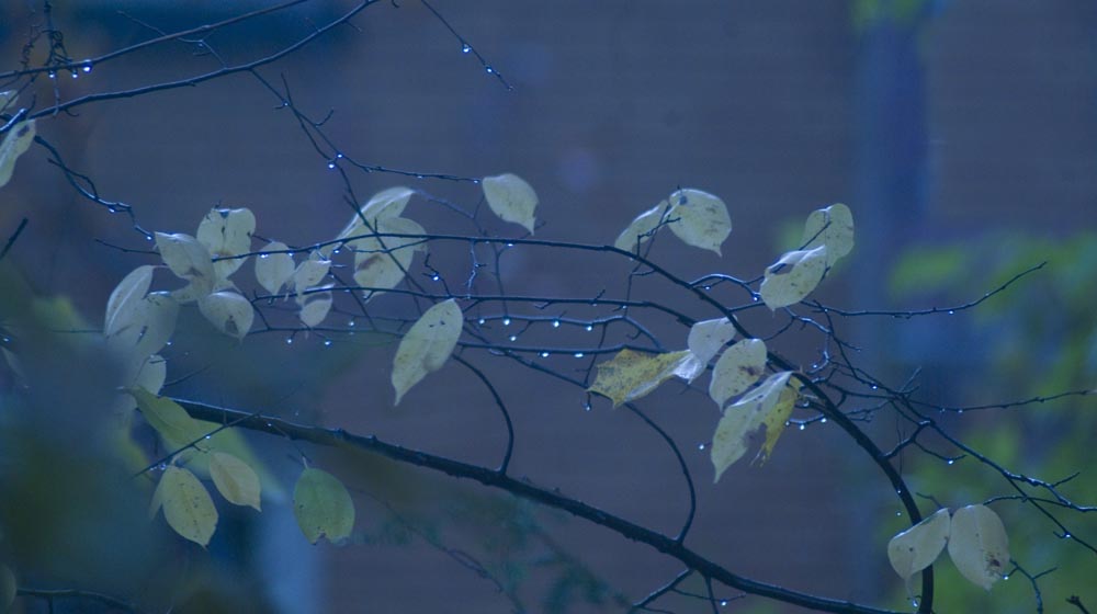 wet leaves