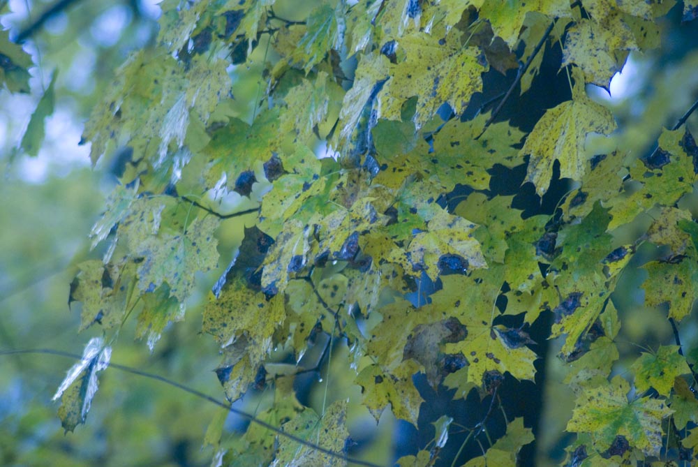 yellow leaves in rain and mist