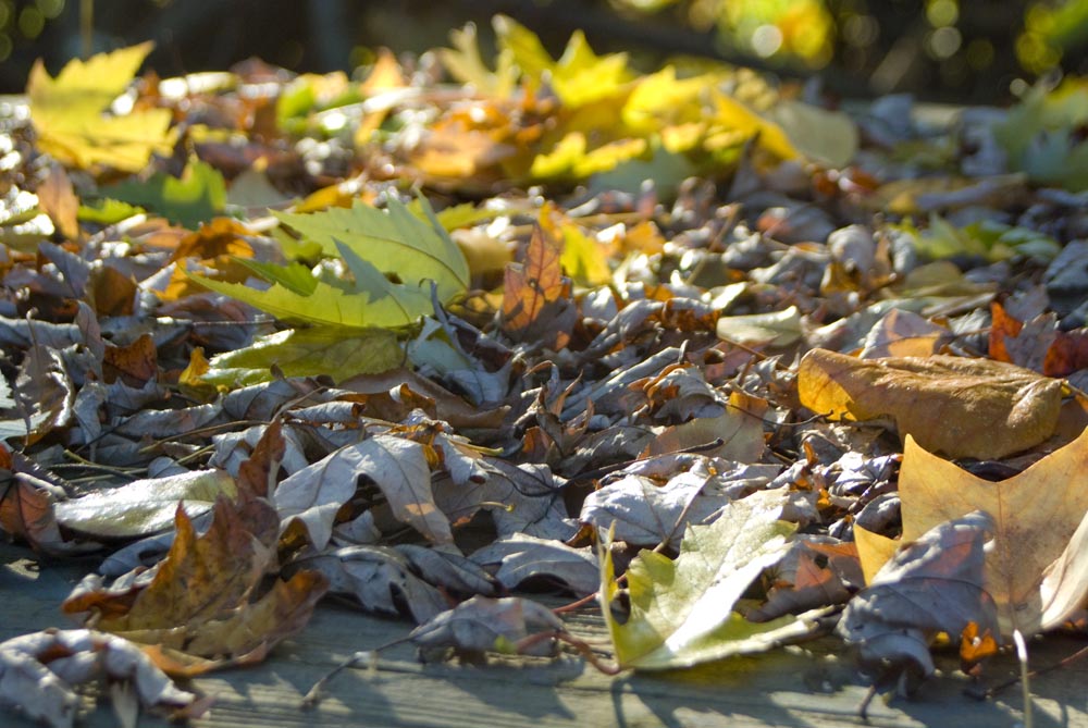 colored autumn leaves