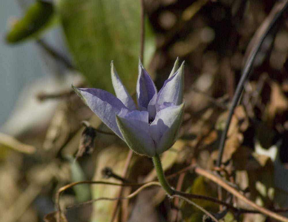 clematis bloom in November